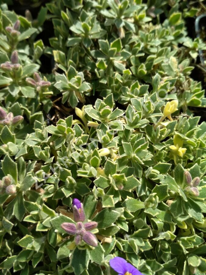 Tařička kosníkovitá 'Albovariegata' - Aubrieta deltoides 'Albovariegata'