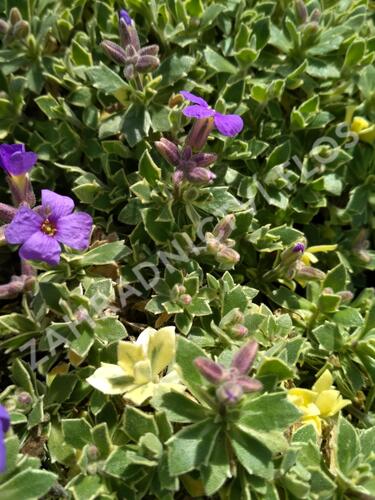 Tařička kosníkovitá 'Albovariegata' - Aubrieta deltoides 'Albovariegata'