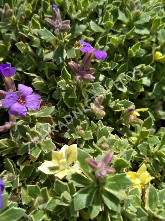 Tařička kosníkovitá 'Albovariegata' - Aubrieta deltoides 'Albovariegata'