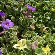 Tařička kosníkovitá 'Albovariegata' - Aubrieta deltoides 'Albovariegata'