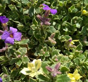 Tařička kosníkovitá 'Albovariegata' - Aubrieta deltoides 'Albovariegata'