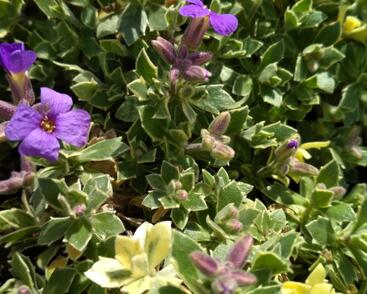 Tařička kosníkovitá 'Albovariegata'