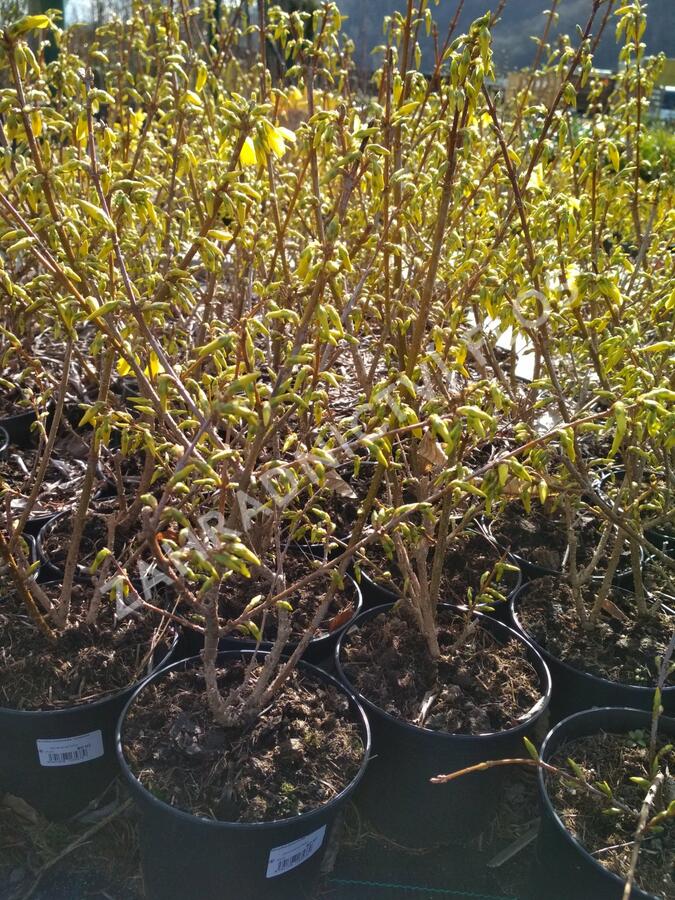 Zlatice prostřední, zlatý déšť 'Lynwood' - Forsythia intermedia 'Lynwood'