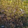 Zlatice prostřední, zlatý déšť 'Lynwood' - Forsythia intermedia 'Lynwood'