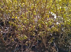 Zlatice prostřední, zlatý déšť 'Lynwood' - Forsythia intermedia 'Lynwood'