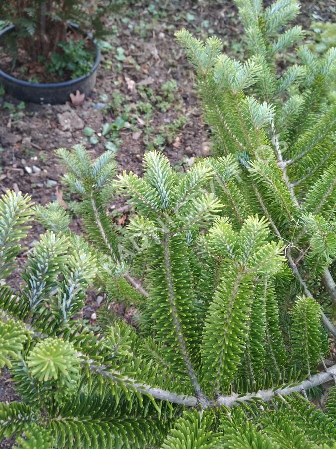 Jedle korejská - Abies koreana