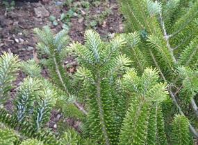 Jedle korejská - Abies koreana