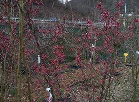 Višeň chloupkatá 'Autumnalis Rosea' - Prunus subhirtella 'Autumnalis Rosea'