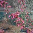 Višeň chloupkatá 'Autumnalis Rosea' - Prunus subhirtella 'Autumnalis Rosea'