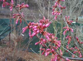 Višeň chloupkatá 'Autumnalis Rosea' - Prunus subhirtella 'Autumnalis Rosea'