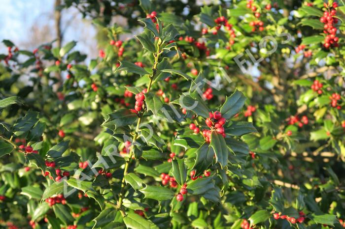 Cesmína obecná - Ilex aquifolium