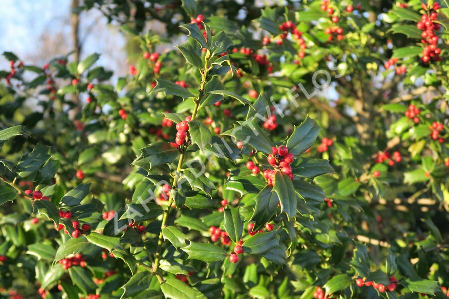 Cesmína obecná - Ilex aquifolium