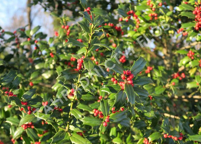 Cesmína obecná - Ilex aquifolium