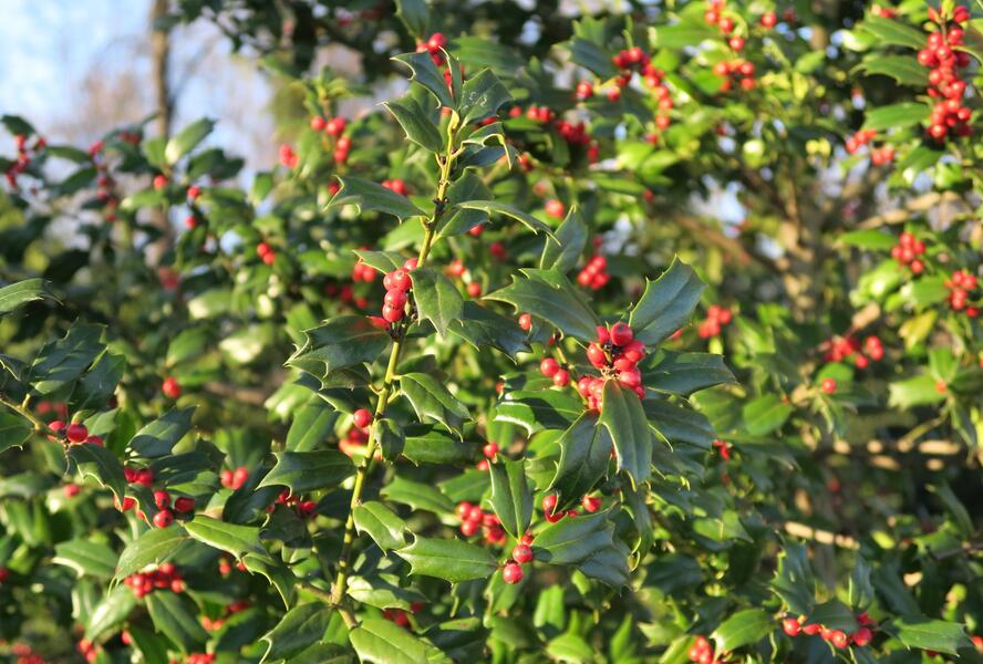 Cesmína obecná - Ilex aquifolium