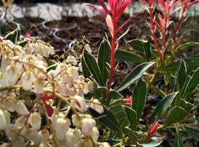 Pieris japonský 'Flaming Silver' - Pieris japonica 'Flaming Silver'