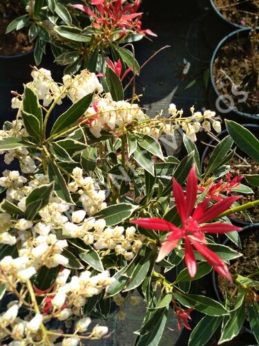 Pieris japonský 'Flaming Silver' - Pieris japonica 'Flaming Silver'