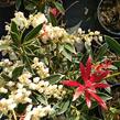 Pieris japonský 'Flaming Silver' - Pieris japonica 'Flaming Silver'