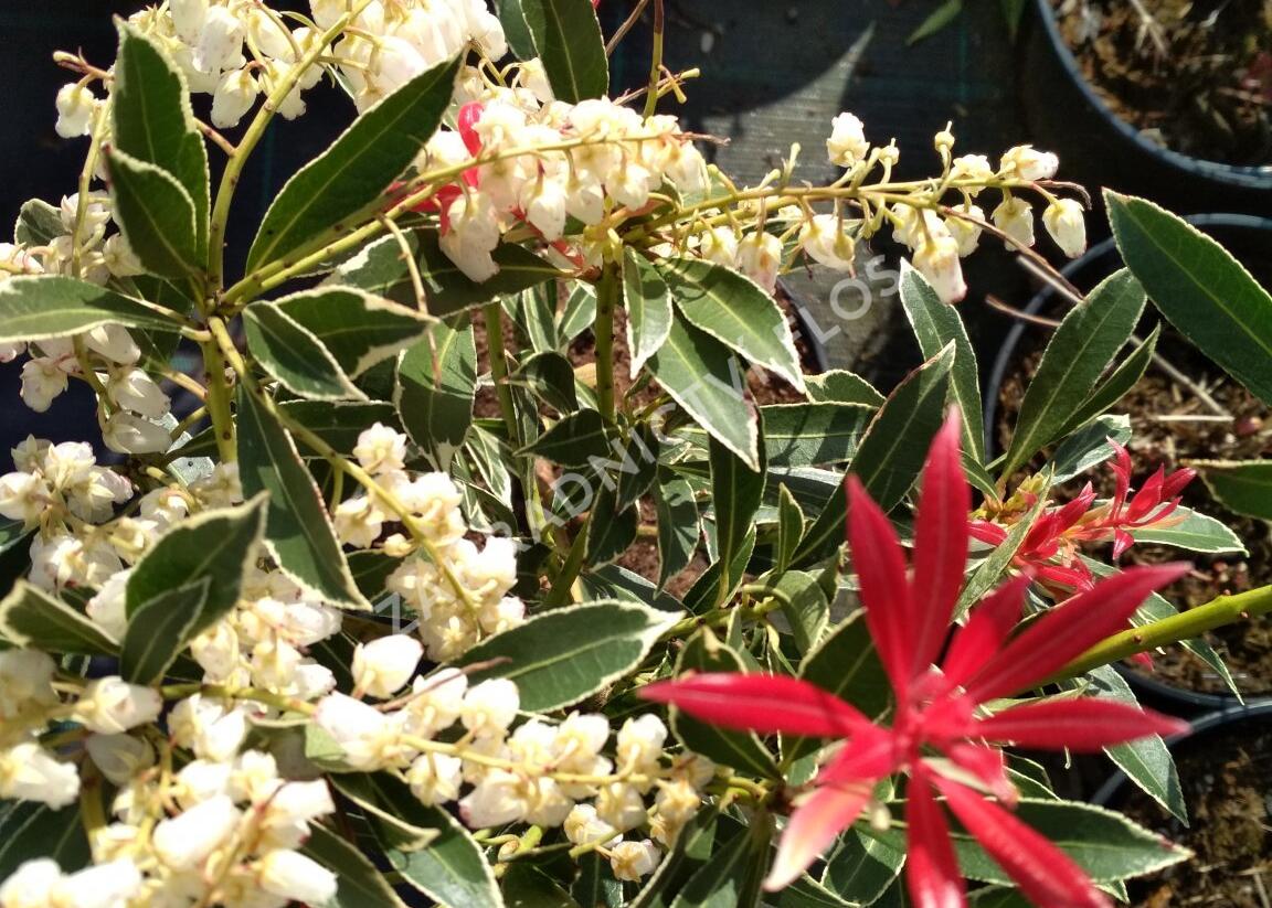 Pieris japonský 'Flaming Silver' - Pieris japonica 'Flaming Silver'
