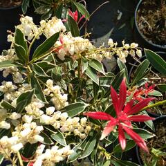 Pieris japonský 'Flaming Silver' - Pieris japonica 'Flaming Silver'