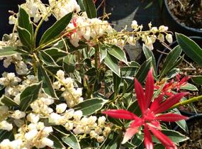 Pieris japonský 'Flaming Silver' - Pieris japonica 'Flaming Silver'