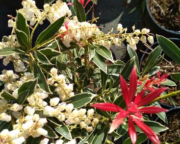 Pieris japonský 'Flaming Silver'