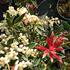 pieris-japonsky-flaming-silver.jpg
