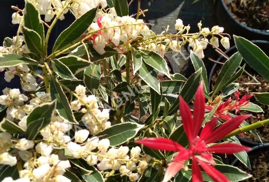 Pieris japonský 'Flaming Silver' - Pieris japonica 'Flaming Silver'