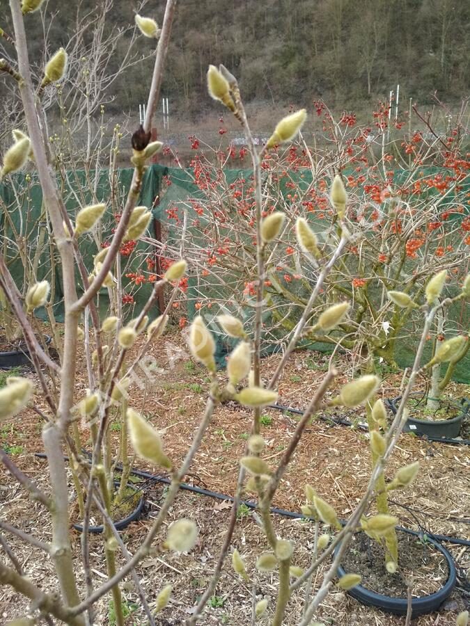 Šácholan 'Minfor' - Magnolia denudata Festirose® 'Minfor'