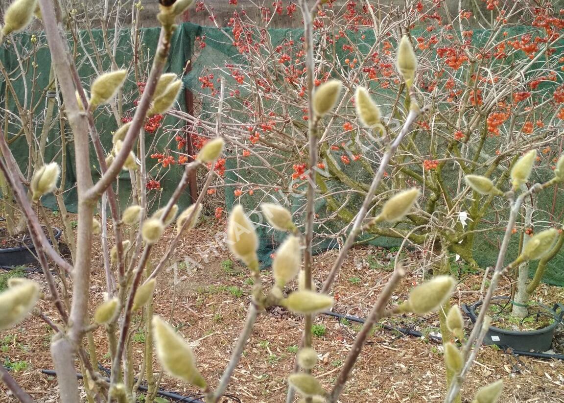 Šácholan 'Minfor' - Magnolia denudata Festirose® 'Minfor'