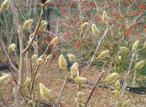 Šácholan 'Minfor' - Magnolia denudata Festirose® 'Minfor'