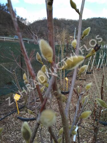 Šácholan 'Minfor' - Magnolia denudata Festirose® 'Minfor'