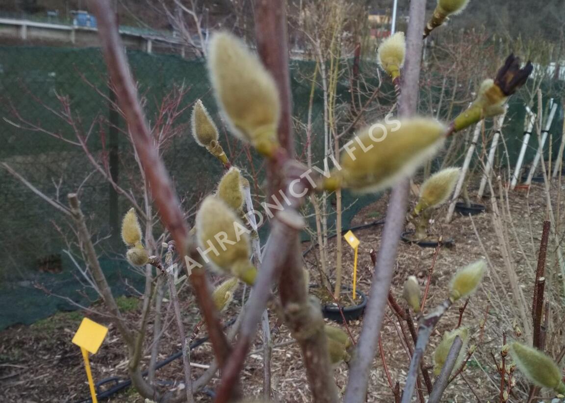 Šácholan 'Minfor' - Magnolia denudata Festirose® 'Minfor'