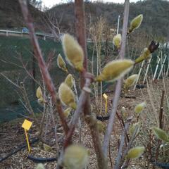 Šácholan 'Minfor' - Magnolia denudata Festirose® 'Minfor'