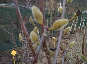 Šácholan 'Minfor' - Magnolia denudata Festirose® 'Minfor'