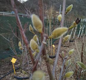 Šácholan 'Minfor' - Magnolia denudata Festirose® 'Minfor'