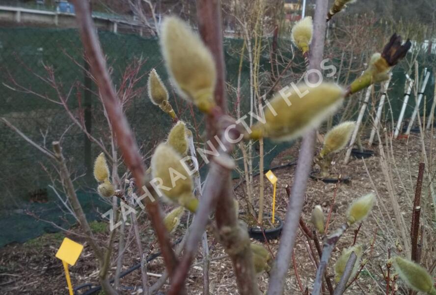 Šácholan 'Minfor' - Magnolia denudata Festirose® 'Minfor'