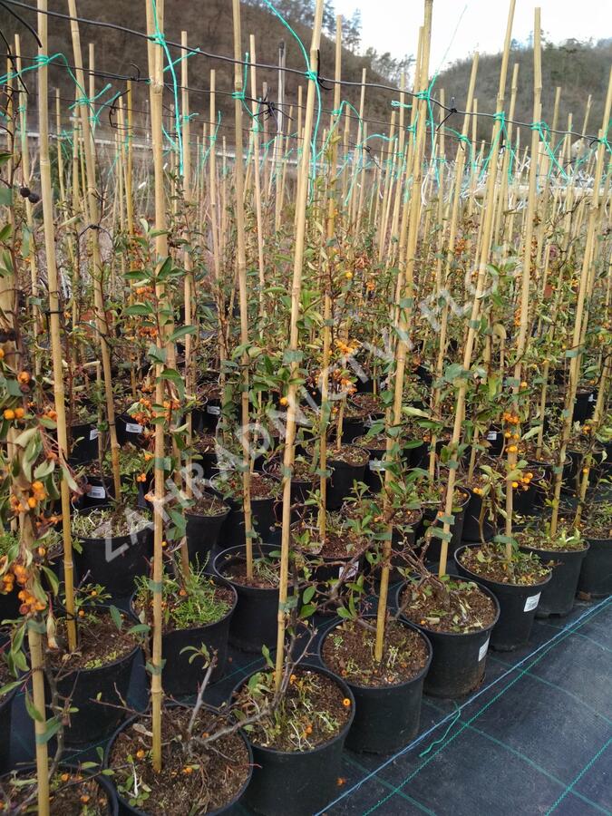 Hlohyně šarlatová 'Soleil d'Or' - Pyracantha coccinea 'Soleil d'Or'