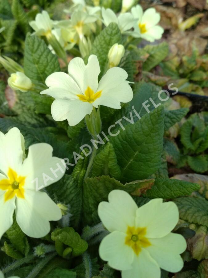 Prvosenka bezlodyžná - Primula vulgaris