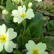 Prvosenka bezlodyžná - Primula vulgaris