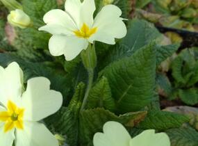 Prvosenka bezlodyžná - Primula vulgaris