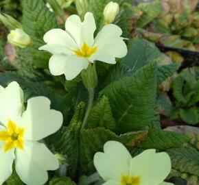 Prvosenka bezlodyžná - Primula vulgaris