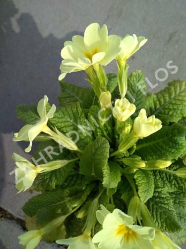 Prvosenka bezlodyžná - Primula vulgaris
