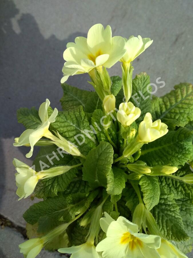 Prvosenka bezlodyžná - Primula vulgaris