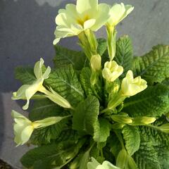 Prvosenka bezlodyžná - Primula vulgaris