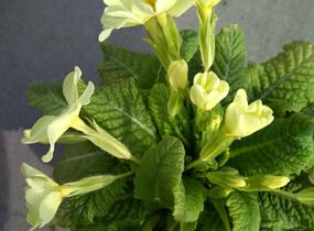 Prvosenka bezlodyžná - Primula vulgaris