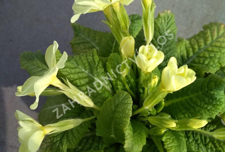 Prvosenka bezlodyžná - Primula vulgaris
