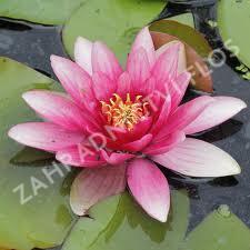 Leknín 'Charles de Meurville' - Nymphaea 'Charles de Meurville'