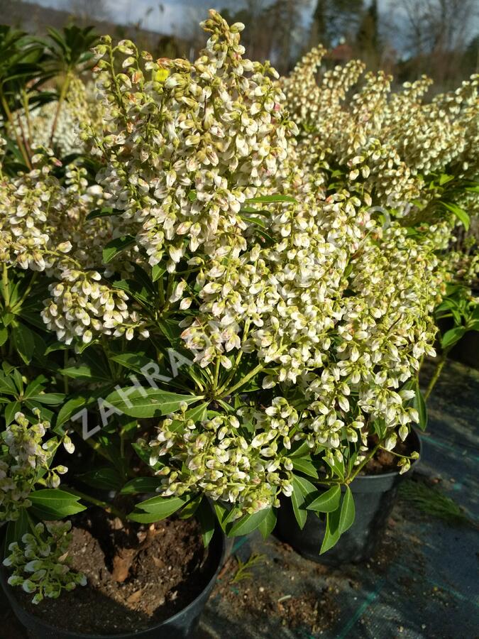 Pieris japonský 'Cupido' - Pieris japonica 'Cupido'