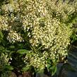 Pieris japonský 'Cupido' - Pieris japonica 'Cupido'
