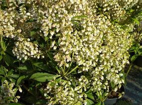 Pieris japonský 'Cupido' - Pieris japonica 'Cupido'